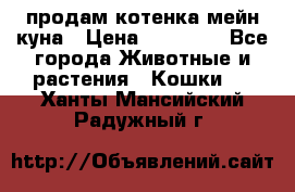 продам котенка мейн-куна › Цена ­ 35 000 - Все города Животные и растения » Кошки   . Ханты-Мансийский,Радужный г.